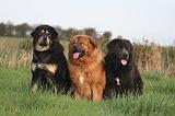 DOGUE DU TIBET 615